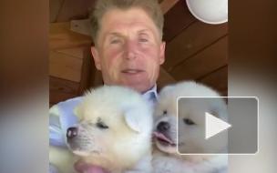 Глава Приморья через Instagram раздает щенков акита-ину