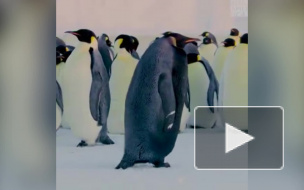На видео попала единственная особь черного пингвина 