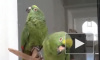 "Пьяный" дуэт попугаев позабавил интернет