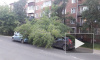 В Иркутске дерево упало на автомобили