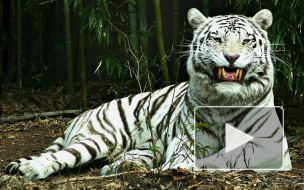 Очевидцы с трясущимися руками засняли на видео поимку бенгальского тигра Оскара