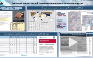 В Минобороны озабочены ростом заболеваемости птичьим гриппом в России