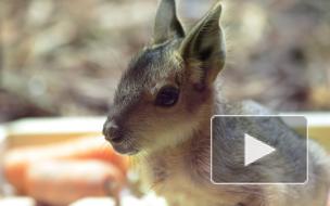 В Ленинградском зоопарке показали недавно родившихся патагонских мар