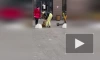 Жительница Кудрово избила собаку: видео