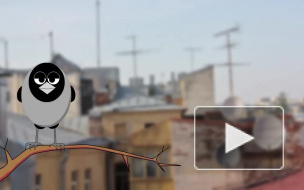 Кар.ТВ. Ворона хочет стать губернатором Петербурга