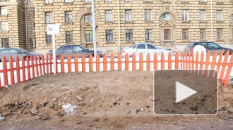 Собаки отказываются справлять нужду в песочницах на Васильевском