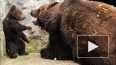 В швейцарском зоопарке убили трехмесячного медвежонка, ...
