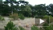 татары захватили крымские леса