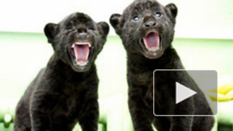В петербургском зоопарке котята ягуара получили индейские имена