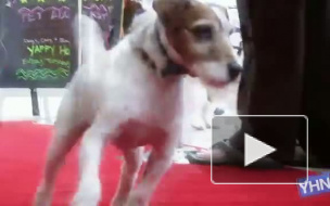 Терьер Угги стал первой собакой, получившей «Оскар» на сцене Kodak
