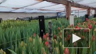 Во Всеволожском районе вырастили тюльпаны из ленинградских луковиц