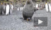 Что творится в Антарктиде: морские котики насилуют пингвинов для получения наслаждения, опыта и снятия напряжения