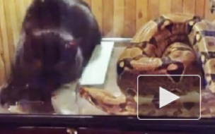 На Youtube уничтожены ролики жестокого скармливания удаву животных, живодера пытаются засудить