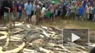 Жители Индонезии забили до смерти 300 крокодилов