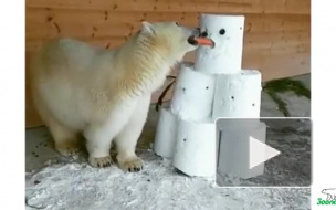 Видео: медведица в Ленинградском зоопарке познакомилась со снеговиком