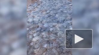 Сотни погибших медуз на берегу российского курорта сняли на видео