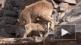 В Московском зоопарке родились восемь дагестанских туров