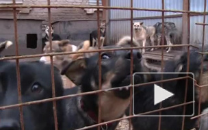 В Петербурге циничные живодеры зверски зарезали нескольких кошек