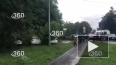Дерево упало на автомобили в Москве
