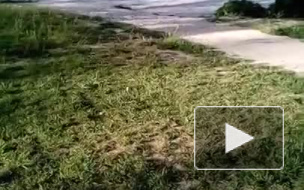 В Новороссийске голая пенсионерка искупалась в фонтане    