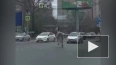 В Хабаровске конь по кличке "Заклинатель" сбежал в город...
