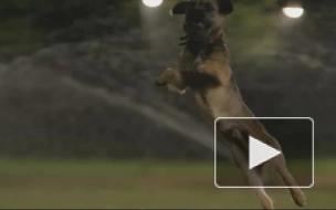 Вышел новый трейлер комедии для взрослых "Отвязные дворняги" о говорящих псах