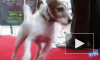 Терьер Угги стал первой собакой, получившей «Оскар» на сцене Kodak