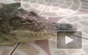 В Пулково прилетели правильные обезьяны, попугаи, крокодил и питон