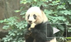 В Гонконге умерла старейшая в мире панда 