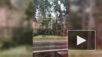 Губернатор Петербурга призвал горожан оставаться дома в ураган