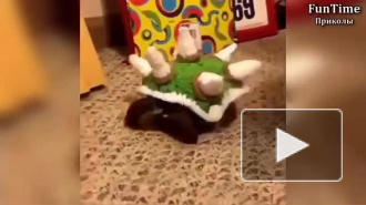 Нинзи чирипашки