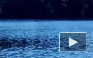 Жители Ленинградской области стали все чаще встречать лосей