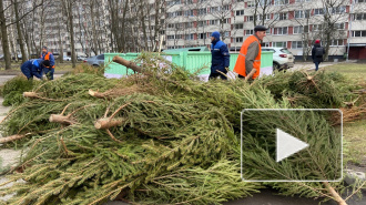 В Петербурге можно сдать на переработку новогодние ели в помощь диким животным