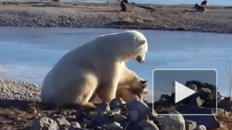 Житель Канады снял на видео «нежную дружбу» белого медведя и пса