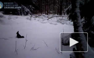 Фотоловушка Нижне-Свирского заповедника поймала белку во время купания в снегу