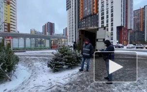 В Петербурге за 10 дней ликвидировали более 30 незаконных ёлочных базаров