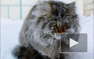 Морозы в Петербурге: аварийные службы и энергетики работают в усиленном режиме