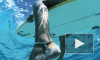 У берегов Австралии белая акула разорвала напополам серфера