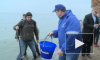 В акваторию Финского залива выпустили 5000 мальков сига