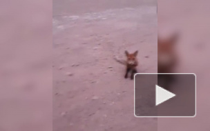 Видео: из горящих лесов Иркутской области в поисках еды выбежали лисята 