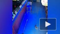 В Анапе котенок дважды украл деньги из пивной