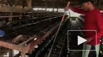 На севере Филиппин обнаружили высокопатогенный птичий грипп