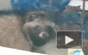 В поселке Песочный нашли ухоженную енотовидную собаку 