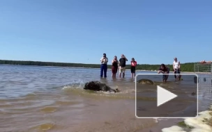 Тюлени Дамбик, Пасха и Выборгуша вернулись в Балтийское море