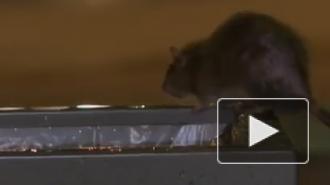 Один человек погиб в Монголии после заражения бубонной чумой