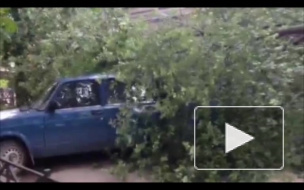 Минувшей ночью шторм в Петербурге разметал 75 деревьев