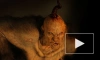 Фильм "Вий 3D" (2014) с Джейсоном Флемингом и Валерием Золотухиным остался за бортом топ-10