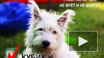 Пес Кубик поборется за кресло губернатора Ленинградской области на ближайших выборах 