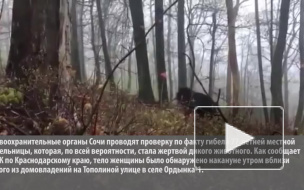Медведь-людоед зверски убил пенсионерку на окраине Сочи