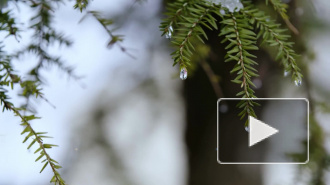 Новые температурные рекорды ожидаются в России